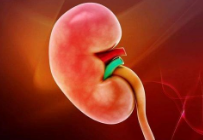 小兒紫癜性腎炎