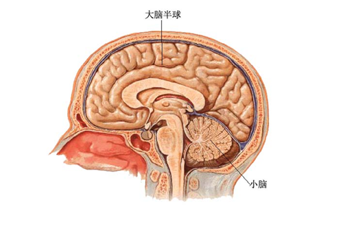 腦寄生蟲病