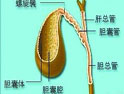 膽管癌
