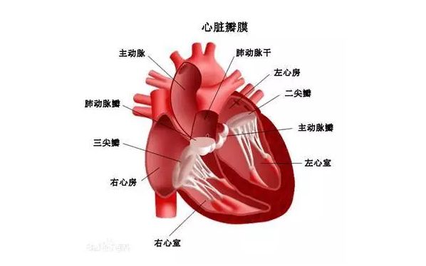 三尖瓣關閉不全