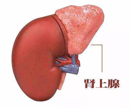 腎上腺腫瘤