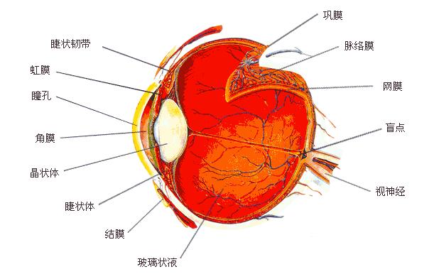 虹膜睫狀體炎