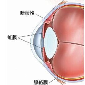 葡萄膜腫瘤