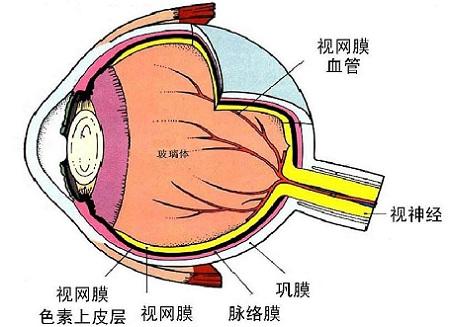 視網(wǎng)膜變性
