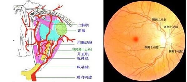 視網(wǎng)膜分支靜脈阻塞