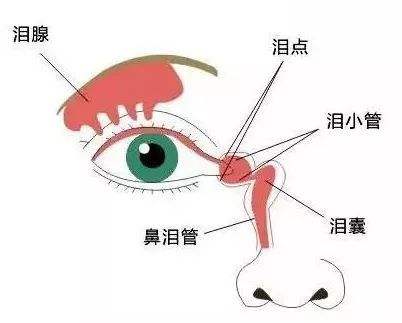 淚器疾病