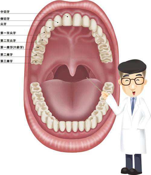 口腔修復(fù)