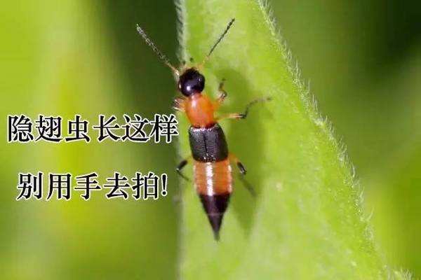 隱翅蟲皮炎